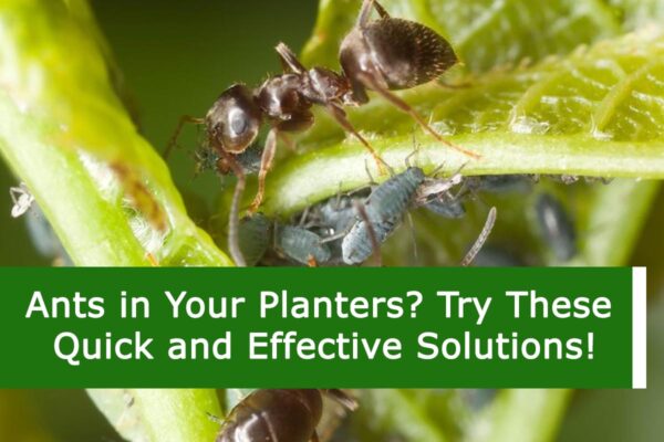 Ants in Your Planters? Try These Quick and Effective Solutions!