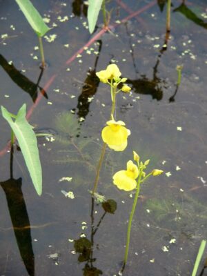 bladderwort