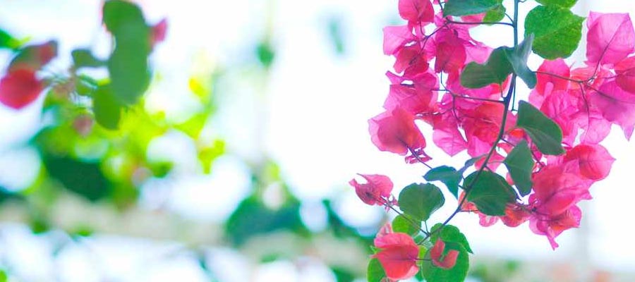 Bougainvillea Flower Plants Information