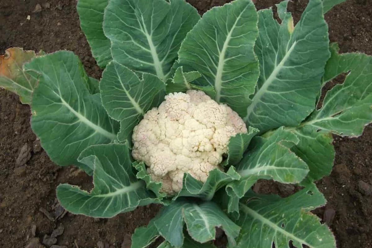 cauliflower plants information