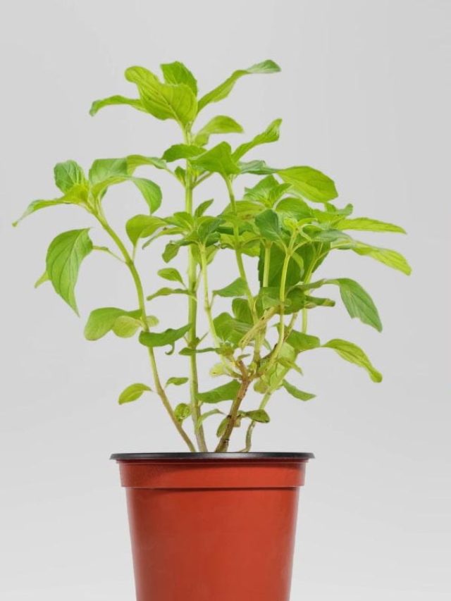 Vastu Plants for Positive Energy in Home & Balcony Gardens