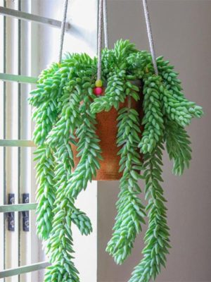 Burro's Tail hanging plant