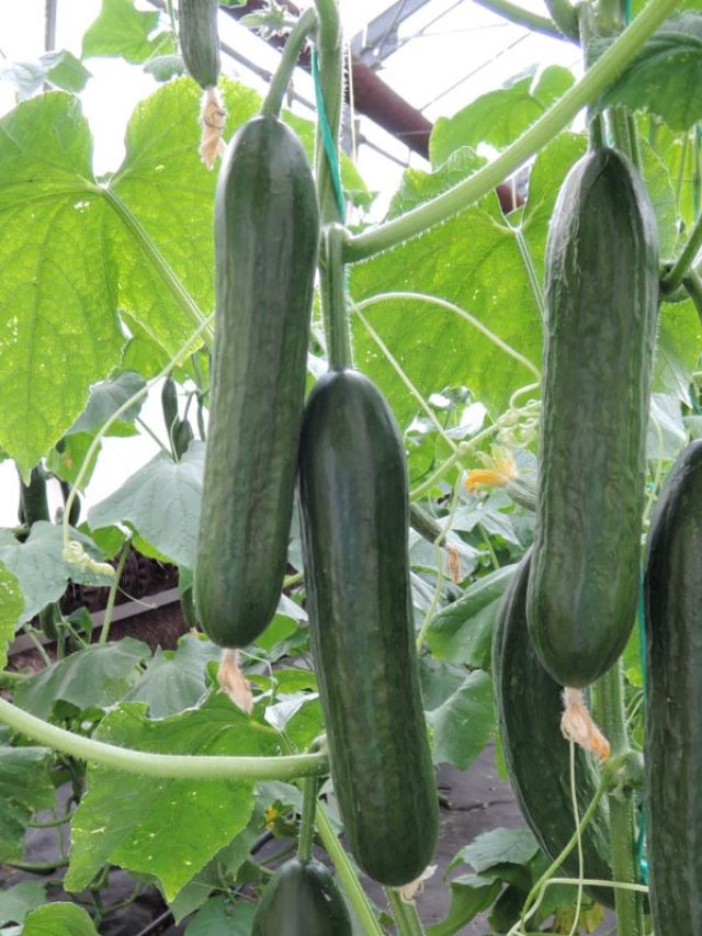 10 Vegetables Perfect for Small Gardens!