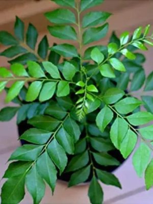 Curry Leaves plants information