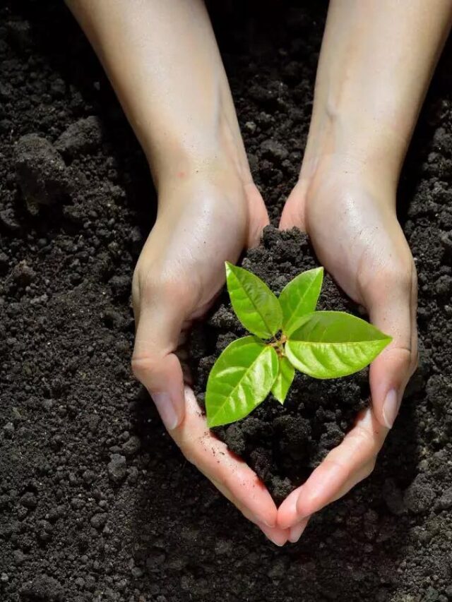 7 Best Plants for Monsoon Gardening in 2025