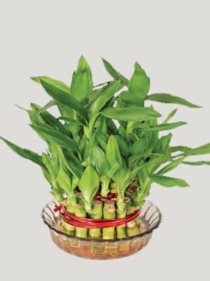 cropped-Lucky-Bamboo.jpg
