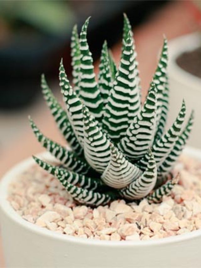 How Much Water Do Succulents Need for Healthy Growth?