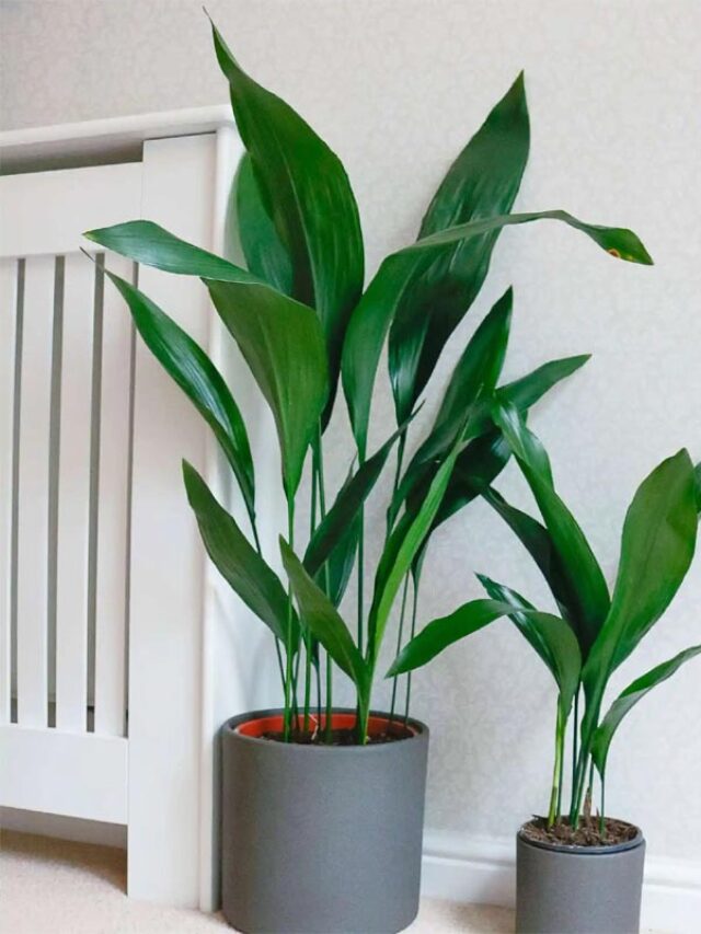 Balcony Garden Growth with These Expert Hacks