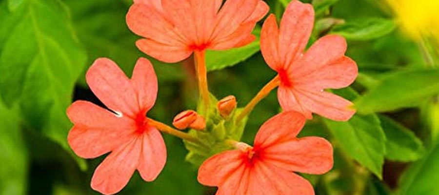 Crossandra Flower Plants Information