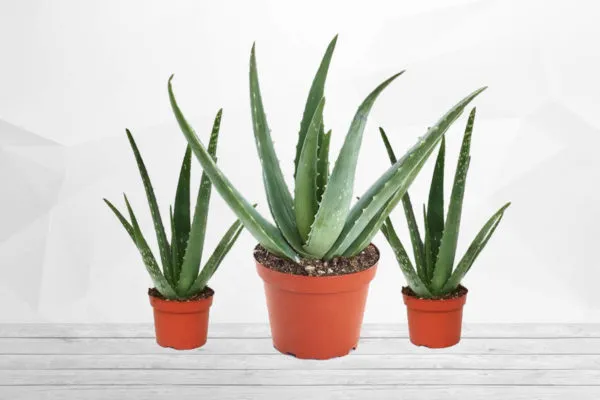 Aloe Vera