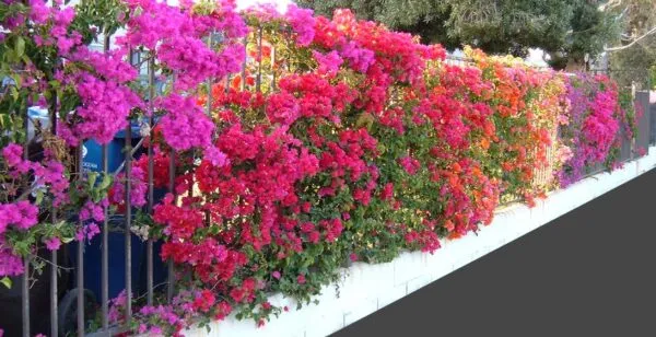 Bougainvillea