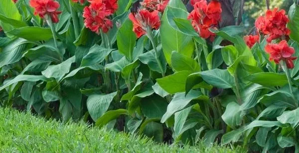 Canna Hedging