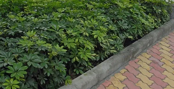 Dwarf Umbrella Hedging