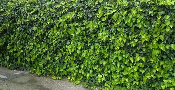 English Ivy Hedging