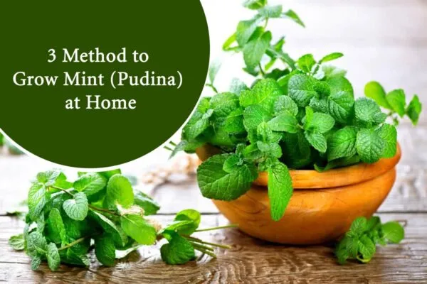 3 Method to Grow Mint (Pudina) at Home