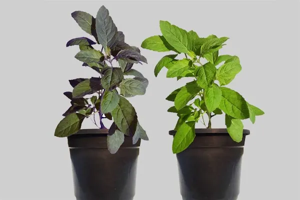 Keep Tulsi Plant in Your Home