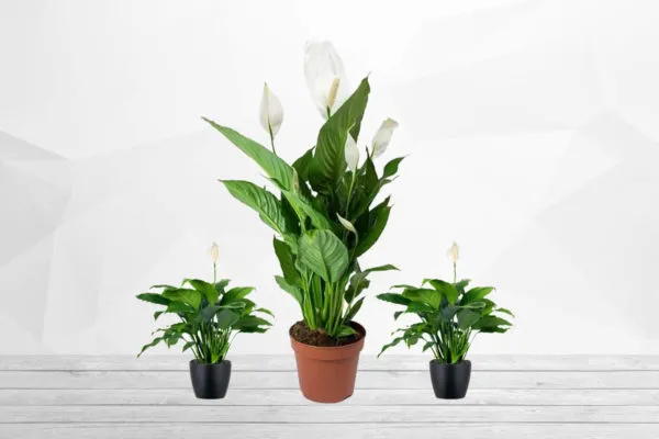 Peace Lily
