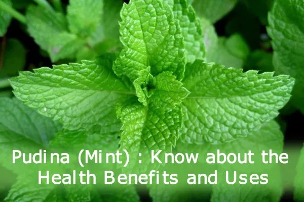 pudina (Mint)