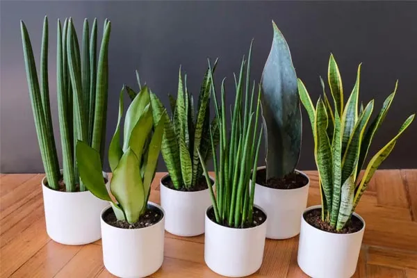 type of Snake Plants