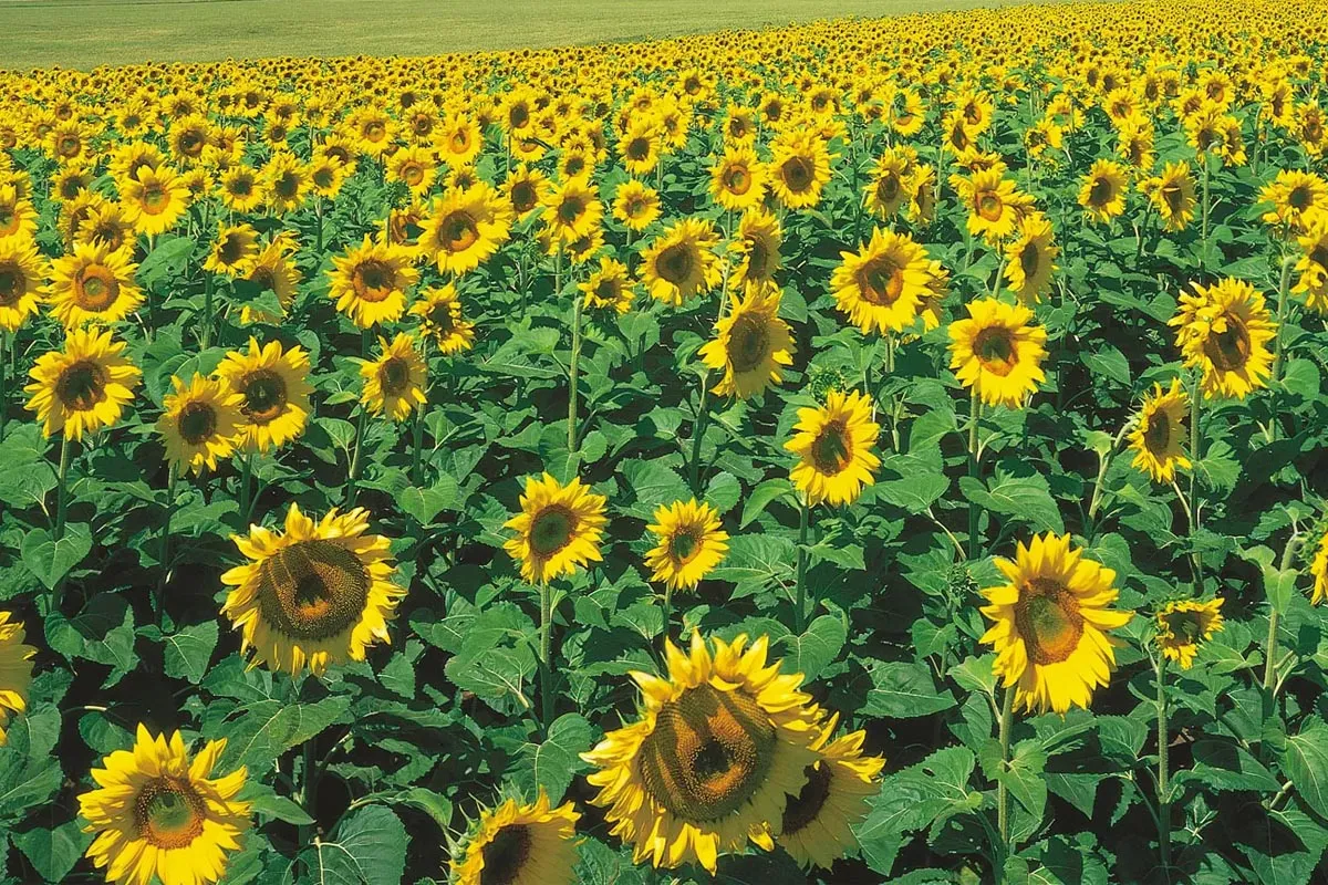 Sunflower