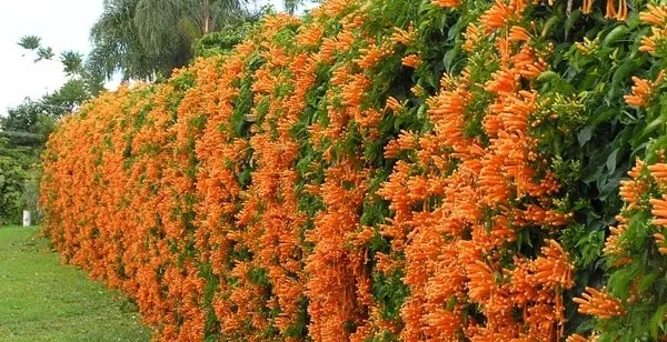 Trumpet Bushes Hedging