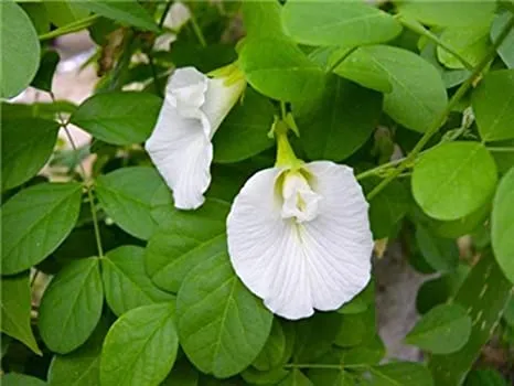 Aparajite White