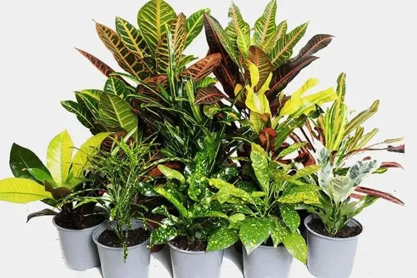 croton plant information