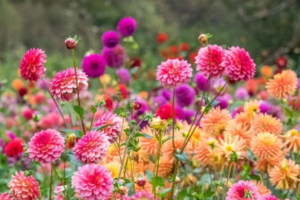 Dahlia Flower Information