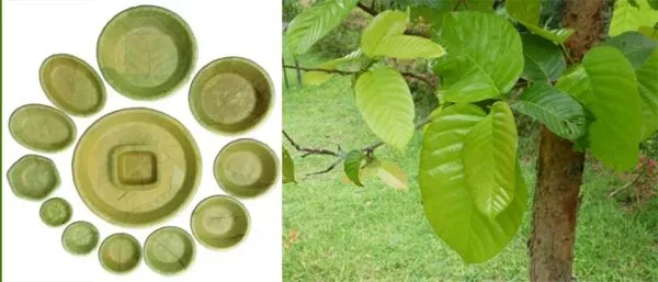 Customs & traditions related to donas & pattal