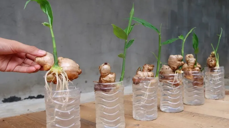 ginger plant grow