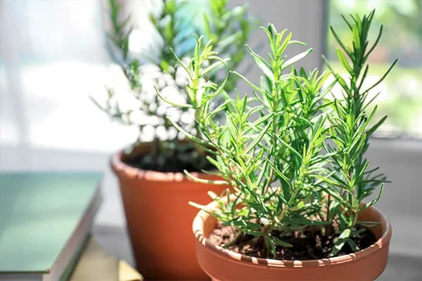 growing rosemary at home