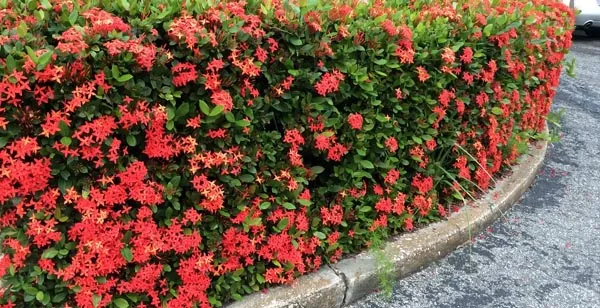 Ixora Hedging