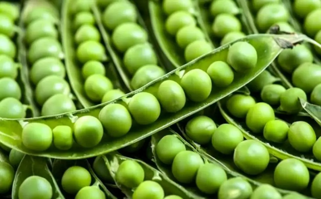 Pea