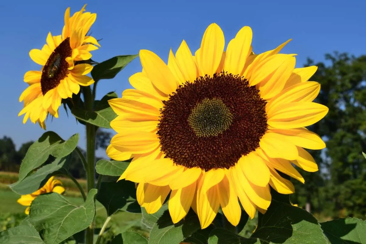 sunflower Plant
