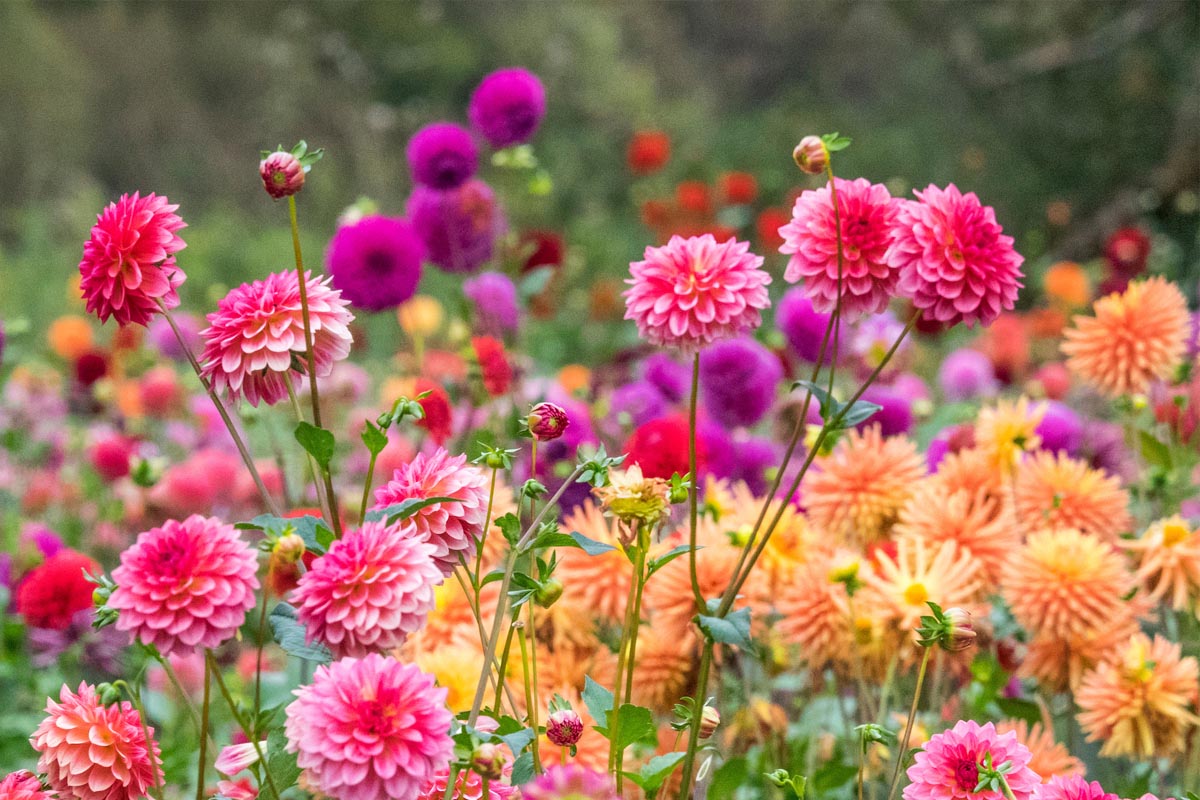 Dahlia Flower Information