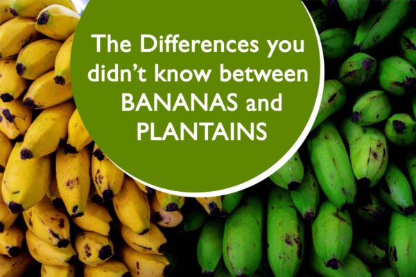 The differences you didn’t know between BANANAS and PLANTAINS