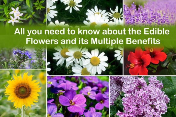 All you need to know about the edible flowers and its multiple benefits