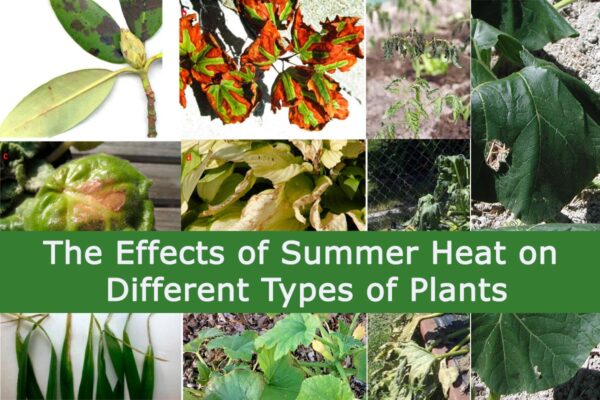 effects of summer heat on different types of plants