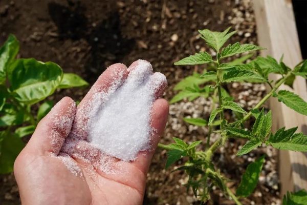 epsom salt benefits plants