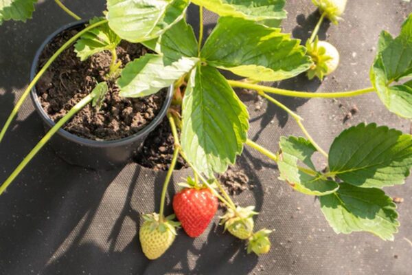 Easy way to grow Strawberry at home