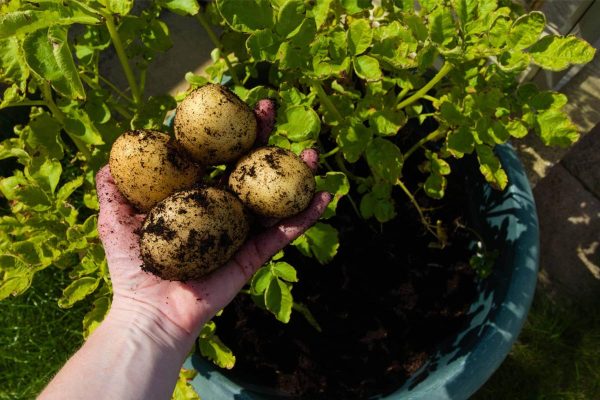 growing potatoes at home