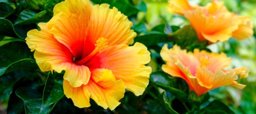 Hibiscus Flower Plants Information