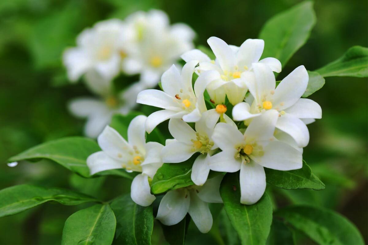 jasmine plant - plants information