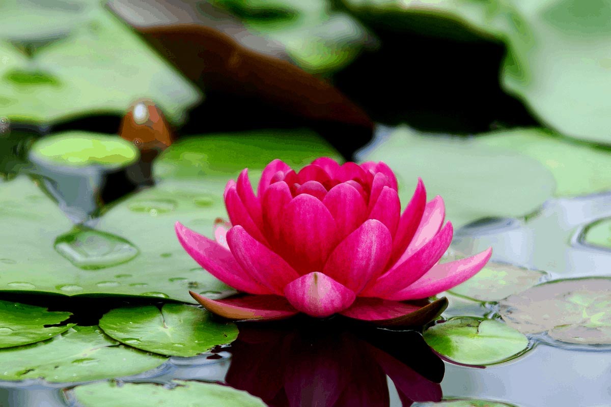 Why Was The Lotus Flower Important In Ancient Egypt