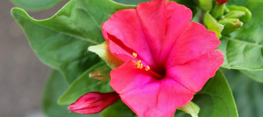 Marvel of Peru flower Plants Information