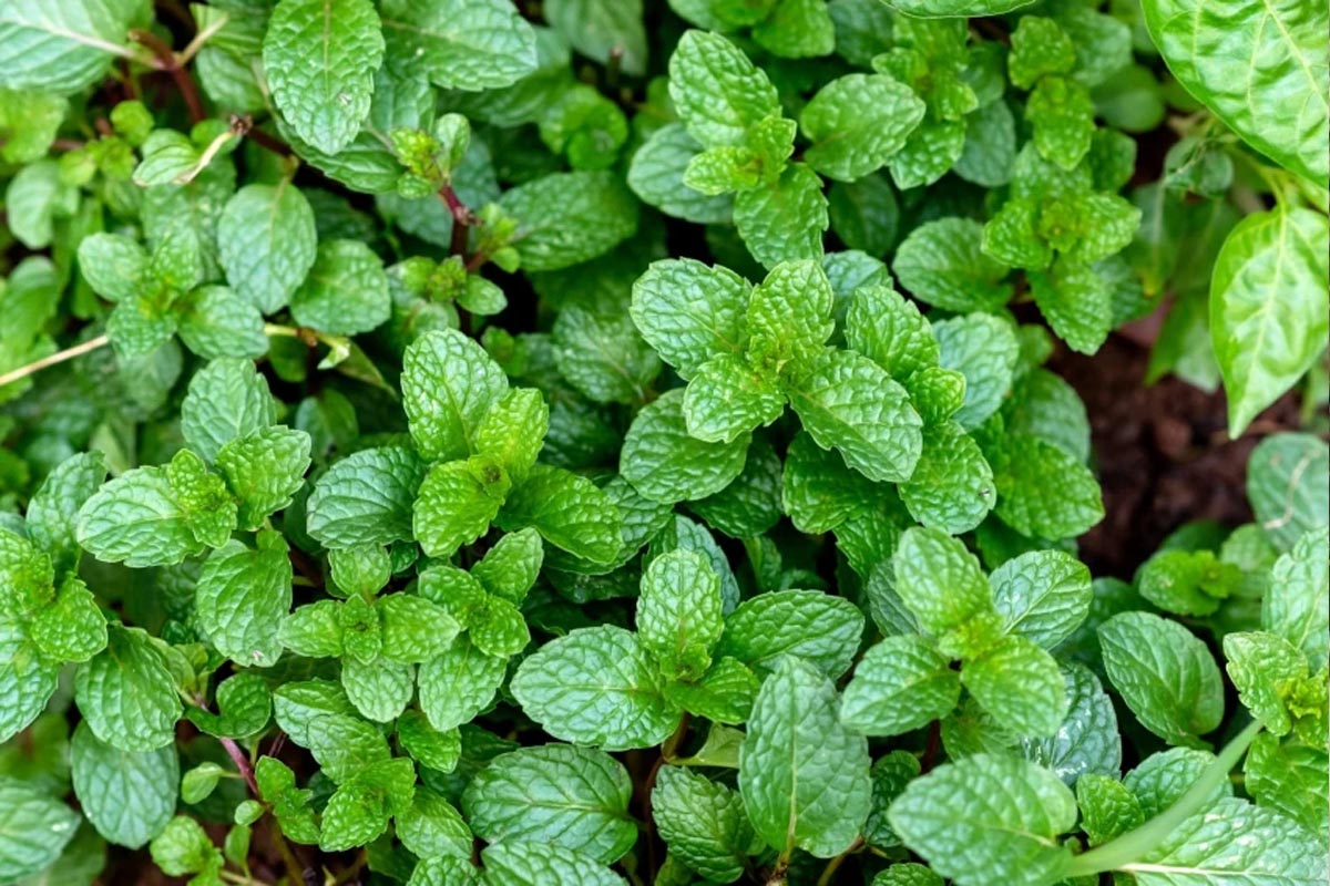 Mint - Plants information
