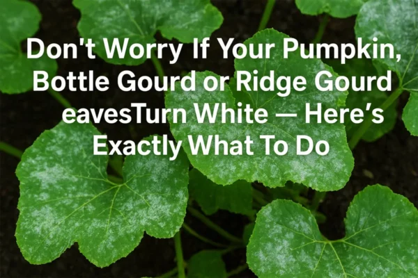 Why Pumpkin, Bottle Gourd & Ridge Gourd Leaves Turn White – Causes & Easy Fixes