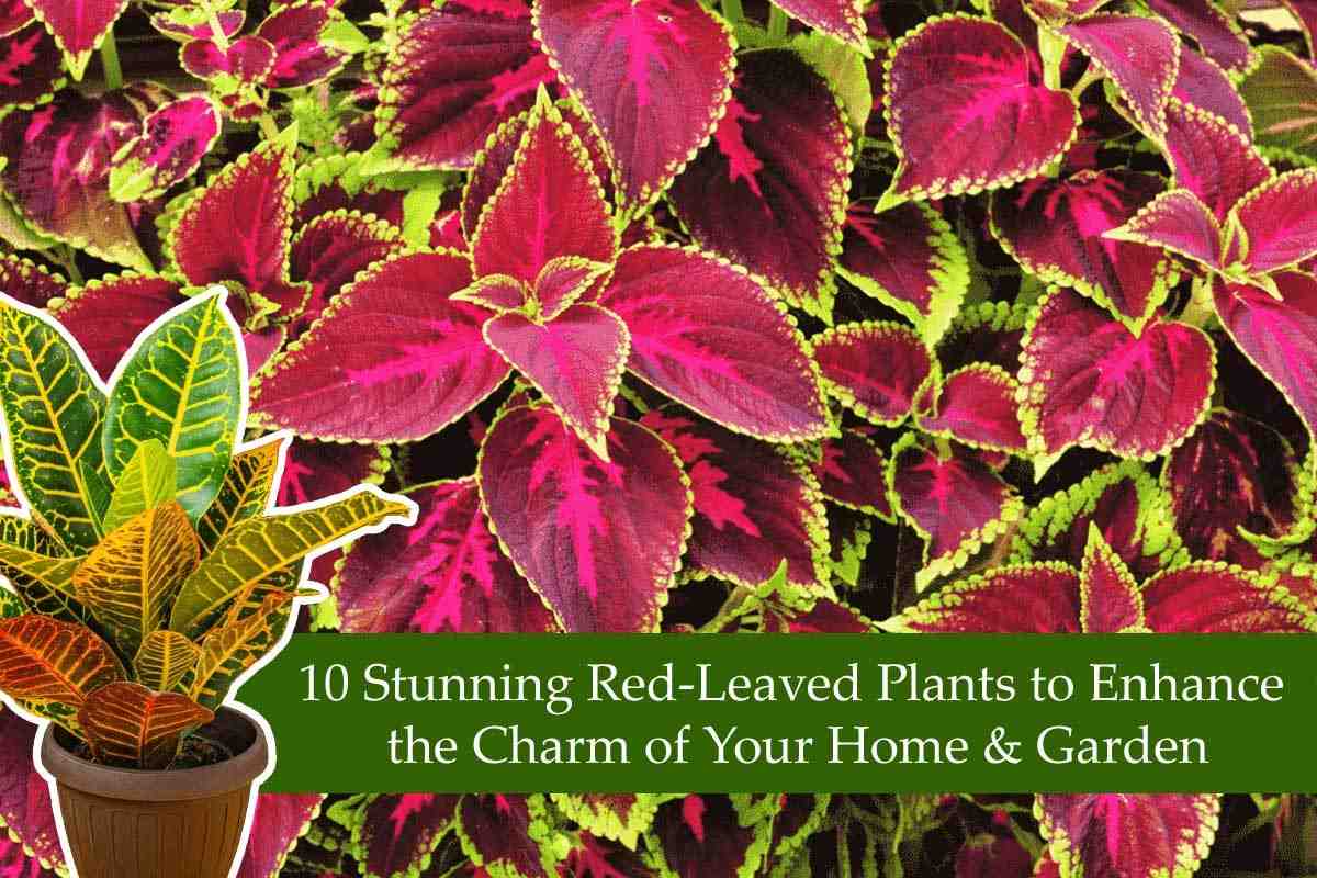 Red-Leaved Plants to Enhance the Charm of Your Home & Garden