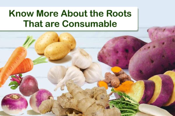 Know More About the Roots that are Consumable