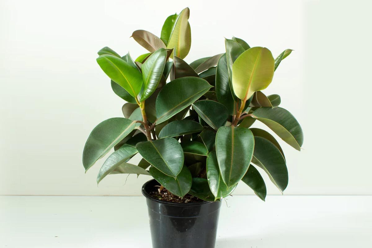 rubber plant information